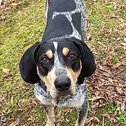 Gus is registered to the contest to win money with this photo: dog, outdoor, grass, leaves, moss, black_and_white, tan_markings, canine, pet, animal, ears, eyes, snout, standing, nature, curious, looking_up, ground, daylight, fur