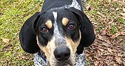Gus is registered to the contest to win money with this photo: alert, animal, black_and_white, canine, dog, ears, eyes, fur, grass, ground, leaves, looking_up, moss, muzzle, nature, outdoor, paws, pet, snout, walking_surface