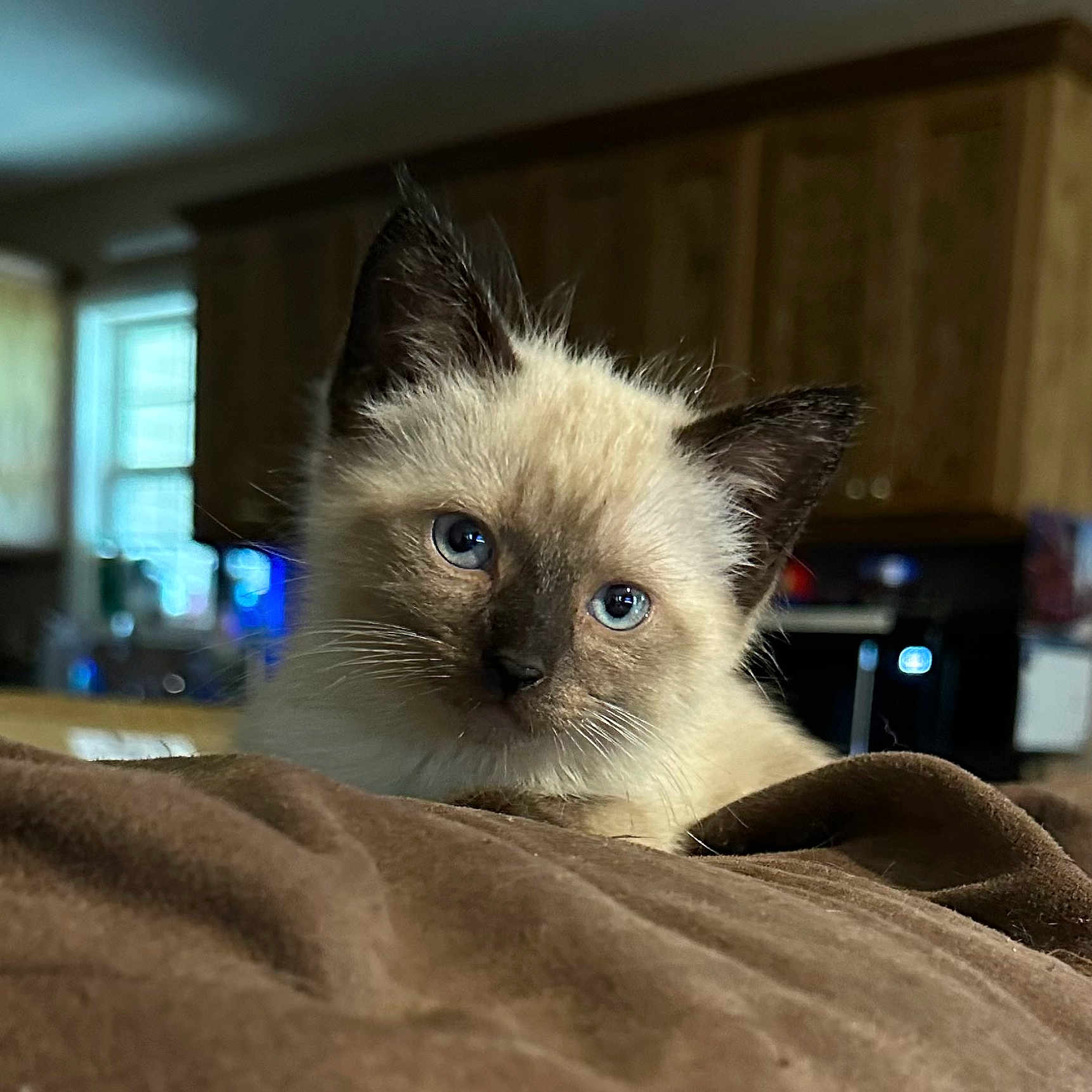 Sassy joined the competition — help win amazing prizes! kitten, cat, siamese_cat, blue_eyes, fur, pet, animal, indoor, blanket, brown, cute, young, face, whiskers, ears, curious, cozy, home, feline, portrait