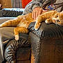 Peewee is registered to the contest to win money with this photo: animal, casual, cat, comfort, couch, cozy, domestic, fur, hand, home, human, indoor, leather_furniture, mammal, orange_tabby, paw, pet, relaxing, resting, stretching