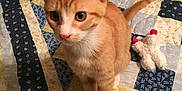 Peewee joined the competition — help win amazing prizes! animal, bedspread, cat, close_up, curious, cute, domestic_animal, ears, feline, indoor, kitten, orange_tabby, paws, pet, plush_toy, quilt, sitting, tail, whiskers, young