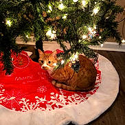 Peewee is registered to the contest to win money with this photo: cat, christmas_lights, christmas_tree, cozy, cute, decorations, festive, floor, glowing_lights, holiday, holiday_season, indoor, orange_cat, ornaments, pet, pine_tree, red, tree_skirt, white, wood_floor