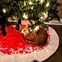 cat, christmas_lights, christmas_tree, cozy, cute, decorations, festive, floor, glowing_lights, holiday, holiday_season, indoor, orange_cat, ornaments, pet, pine_tree, red, tree_skirt, white, wood_floor