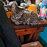 cat, kitten, tabby, sleeping, curled_up, furry, animal, pet, wooden_table, plush_toys, stuffed_animals, indoors, cozy, relaxed, closed_eyes, striped_fur, tail, paws, boxes, colorful