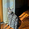 Telo is registered to the contest to win money with this photo: cat, tabby, silver_tabby, feline, pet, animal, sitting, portrait, whiskers, ears, eyes, striped_fur, tail, hardwood_floor, doorway, indoor, sunlight, shadows, wood, home