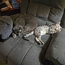 Telo is registered to the contest to win money with this photo: cat, cats, sleeping, resting,  lounging, recliner, chair, indoor, home, furniture, gray_cat, tabby_cat, striped_fur, curled_up, stretched_out, relaxed, cozy, pet, cushion, living_room