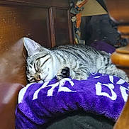 Telo is registered to the contest to win money with this photo: cat, tabby_cat, sleeping, sleepy, indoors, blanket, purple_blanket, wooden_furniture, cozy, resting, lying_down, striped_fur, silver_fur, pet, cute, relaxed, home, soft_texture, close_up, portrait