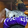 cat, tabby_cat, sleeping, sleepy, indoors, blanket, purple_blanket, wooden_furniture, cozy, resting, lying_down, striped_fur, silver_fur, pet, cute, relaxed, home, soft_texture, close_up, portrait