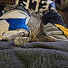 cat, kitten, sleeping, tabby, striped_fur, pet, animal, indoors, blanket, cozy, nap, relaxed, lying_down, paws, whiskers, ears, furniture, living_room, home, portrait