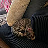 cat, tabby_cat, sleeping, curled_up, pet, animal, sofa, couch, cushion, pillow, indoor, home, cozy, relaxed, fur, striped_fur, whiskers, natural_light, portrait, nap
