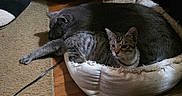 Telo is registered to the contest to win money with this photo: cats, kitten, gray_cat, tabby_cat, pets, animals, sleeping, lounging, cozy, pet_bed, cushion, fur, whiskers, ears, indoor, home, carpet, wood_floor, relaxed, portrait