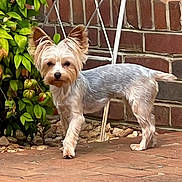 Odin joined the competition — help win amazing prizes! dog, small_dog, pet, outdoor, brick_wall, brick_floor, green_plant, leafy_plant, fur, ears, curious, standing, canine, animal, garden, yard, sunlight, closeup, portrait, domestic_animal