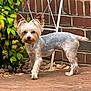 dog, small_dog, pet, outdoor, brick_wall, brick_floor, green_plant, leafy_plant, fur, ears, curious, standing, canine, animal, garden, yard, sunlight, closeup, portrait, domestic_animal