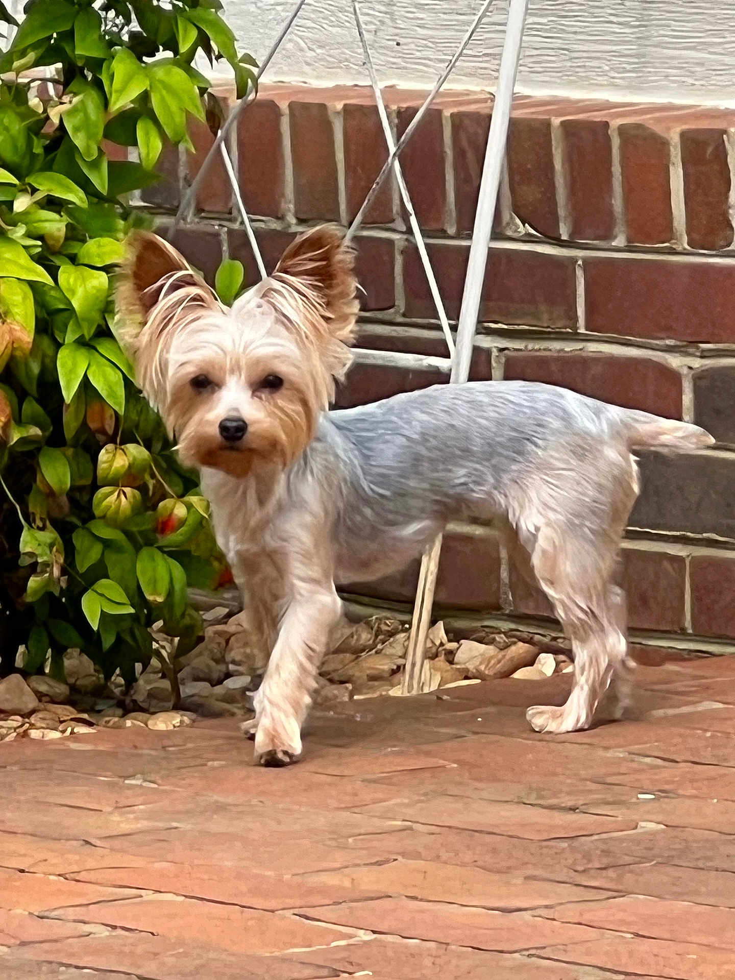 Odin joined the competition — help win amazing prizes! dog, small_dog, pet, outdoor, brick_wall, brick_floor, green_plant, leafy_plant, fur, ears, curious, standing, canine, animal, garden, yard, sunlight, closeup, portrait, domestic_animal
