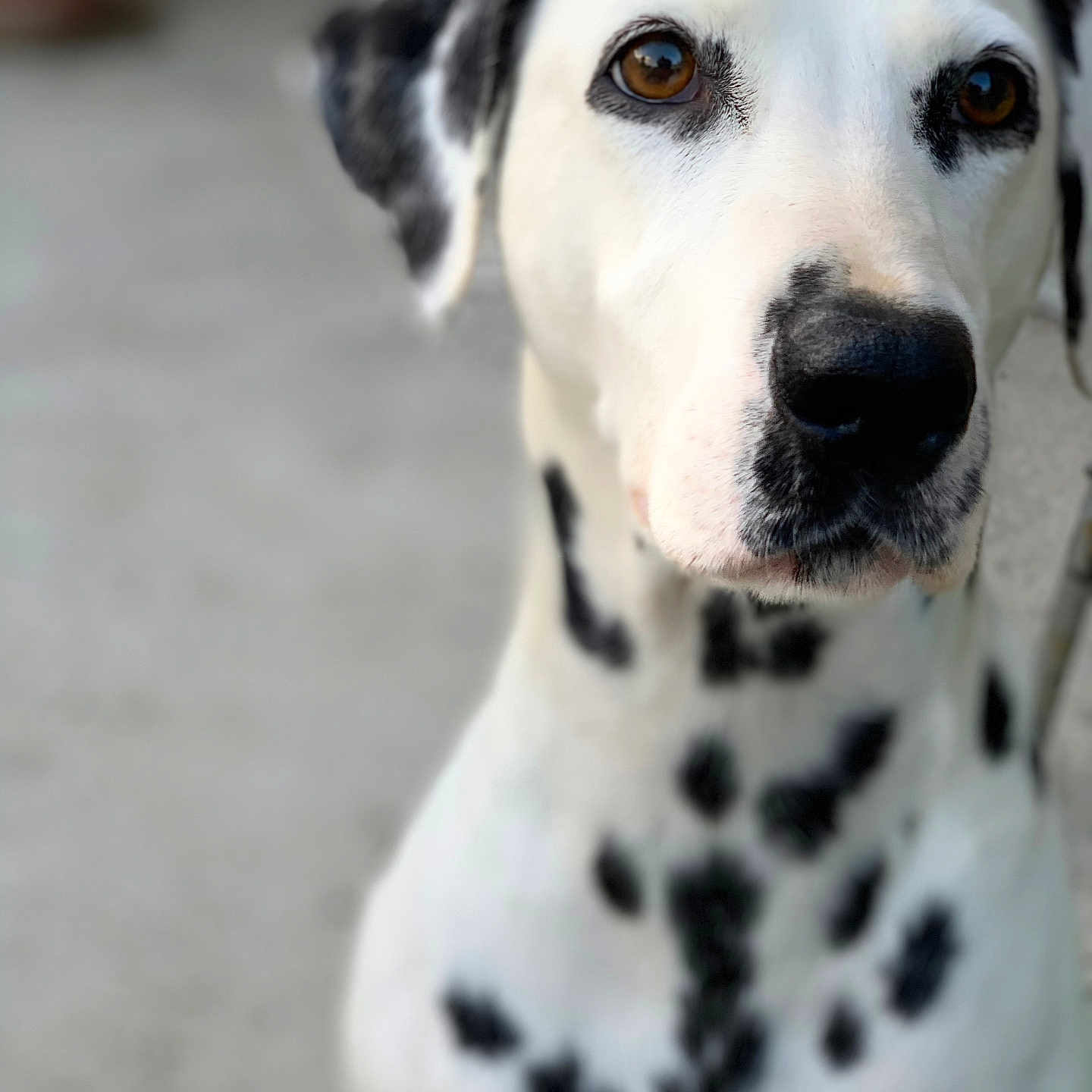 June a rejoint le concours — aidez-le/la à gagner de superbes lots ! animal, canine, dalmatian, dog, pet, puppy, whitedog