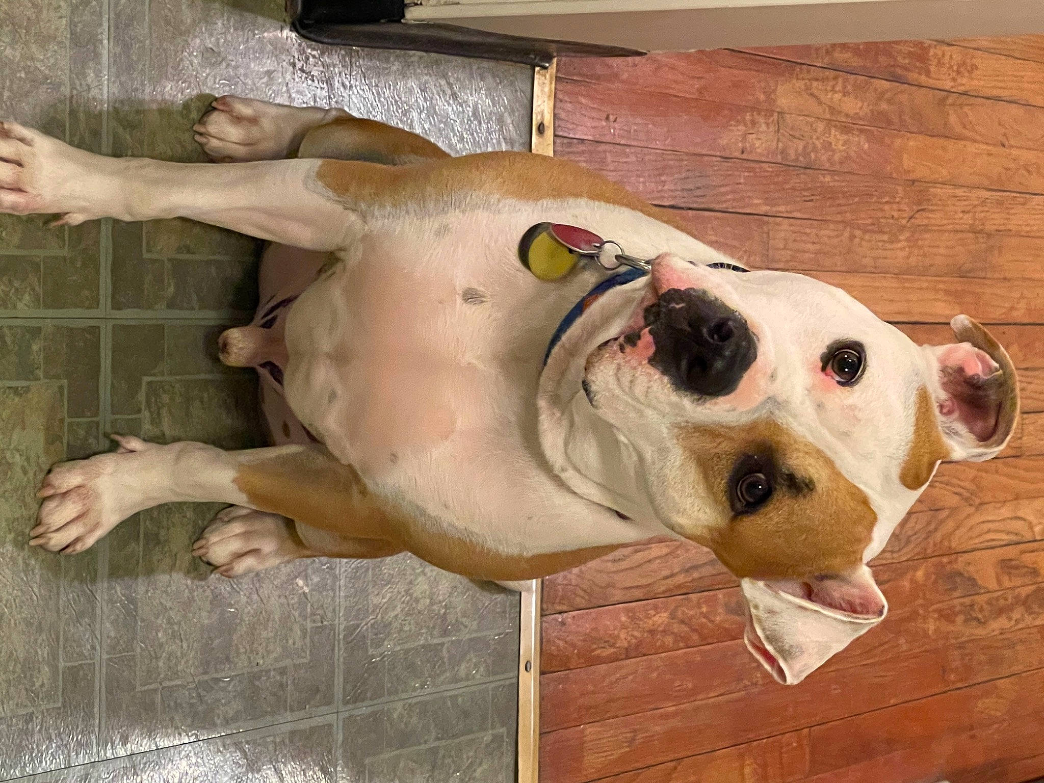 Rhino is registered to the contest to win money with this photo: art, carnivore, chest, companion_dog, dog, dog_breed, fawn, fur, non_sporting_group, pet_supply, sculpture, snout, sporting_group, wood, working_animal