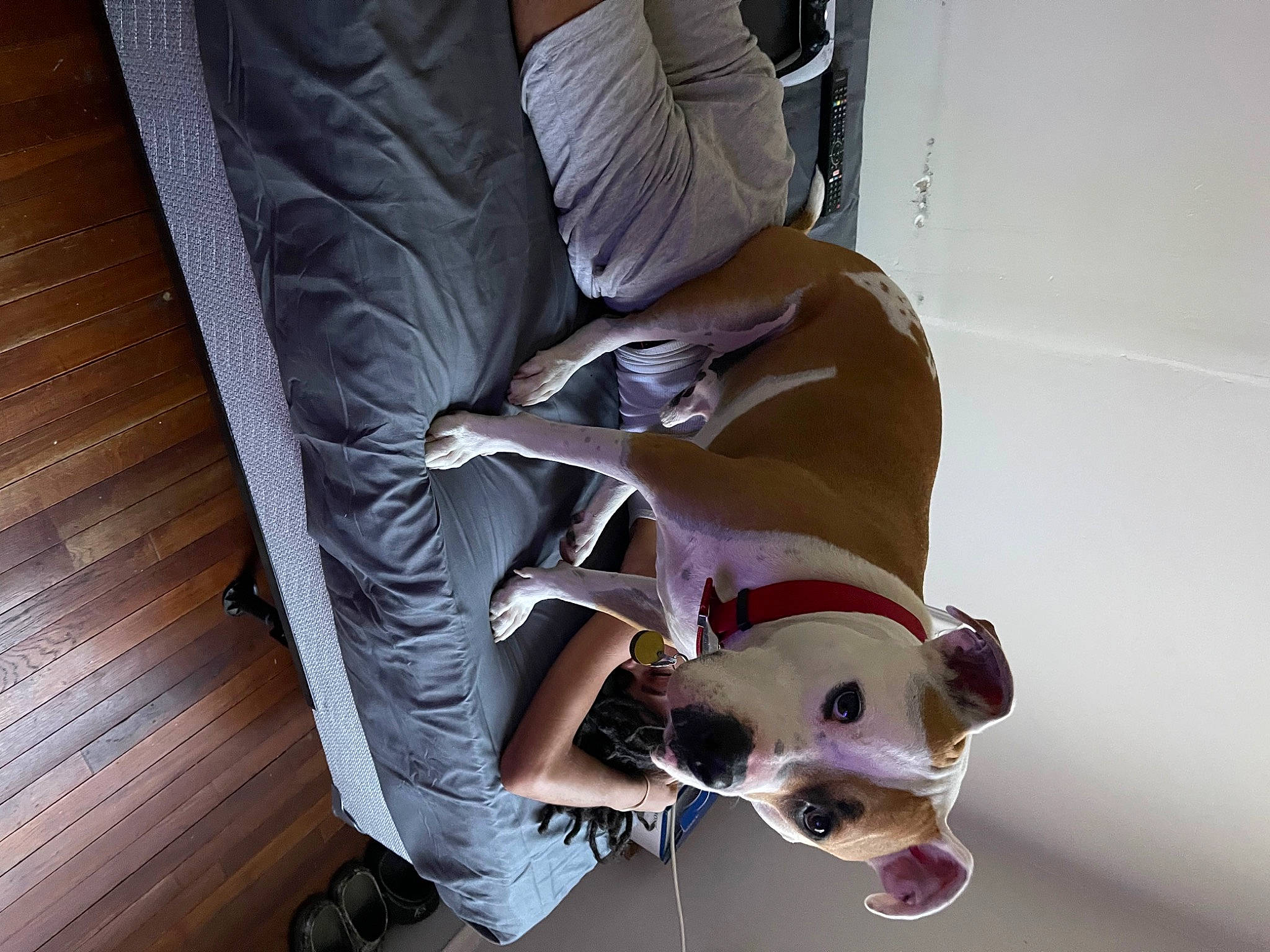 Rhino joined the competition — help win amazing prizes! canidae, carnivore, collar, comfort, companion_dog, costume, dog, dog_breed, dog_clothes, dog_supply, fawn, flooring, hardwood, personal_protective_equipment, pet_supply, snout, sporting_group, whiskers, wood, working_animal