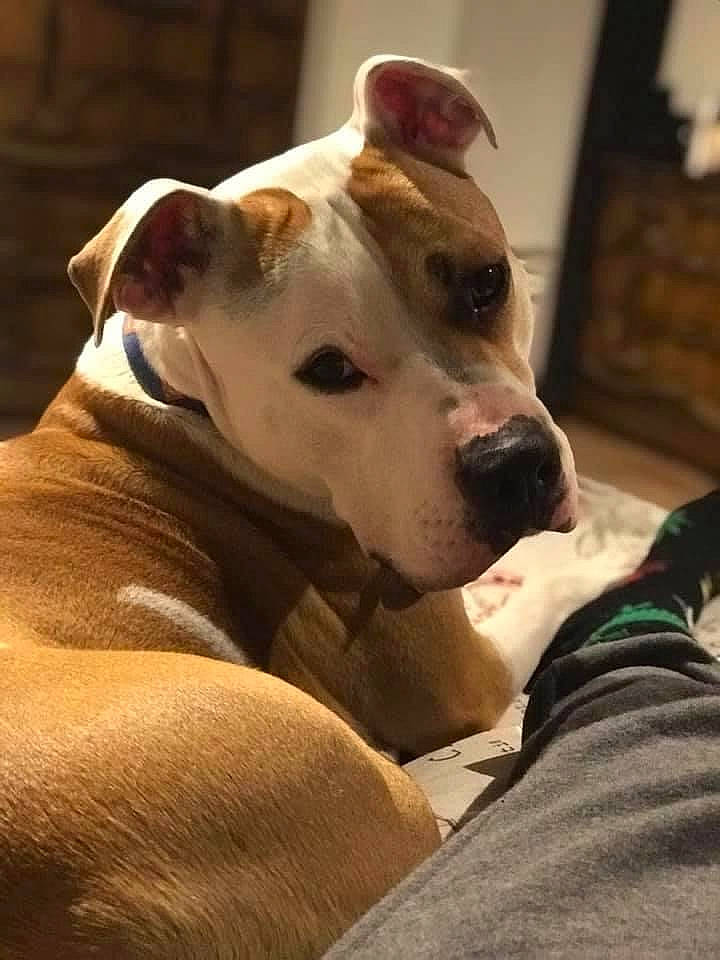 Rhino is registered to the contest to win money with this photo: canidae, carnivore, collar, comfort, companion_dog, dog, dog_breed, dog_collar, dog_supply, ear, fawn, fur, mammal, pet_supply, snout, sporting_group, terrestrial_animal, whiskers, working_animal, working_dog