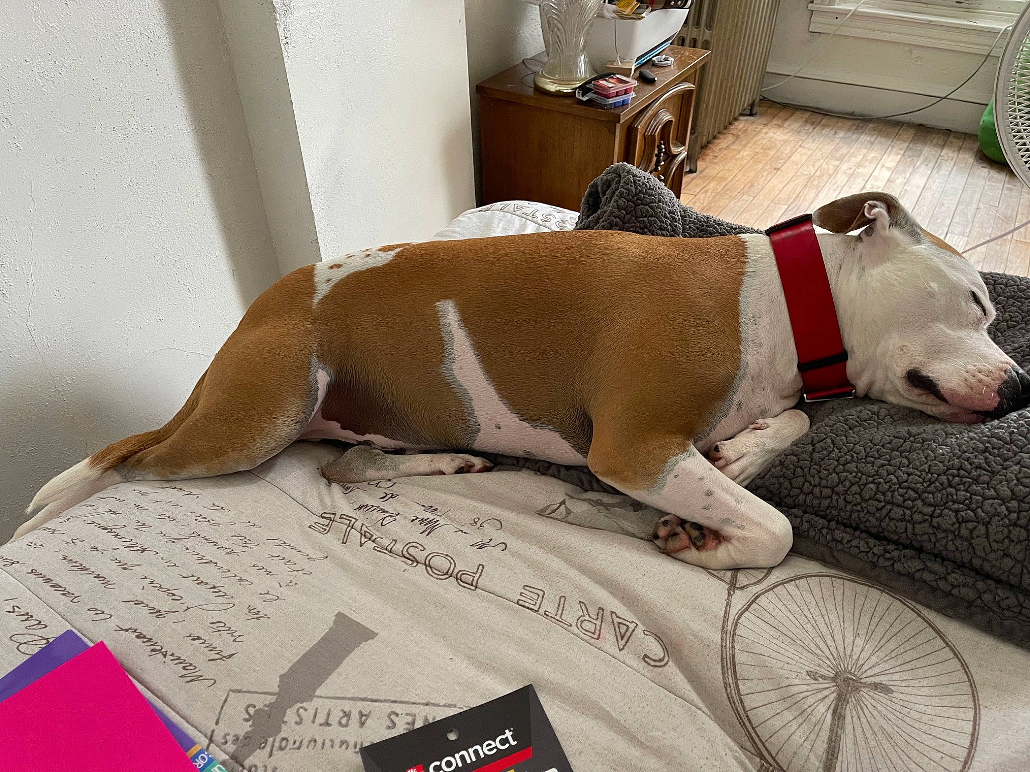 Rhino joined the competition — help win amazing prizes! canidae, carnivore, collar, comfort, companion_dog, couch, dog, dog_breed, dog_collar, dog_supply, fawn, flooring, linens, mechanical_fan, pet_supply, shelf, snout, sporting_group, tail, working_animal