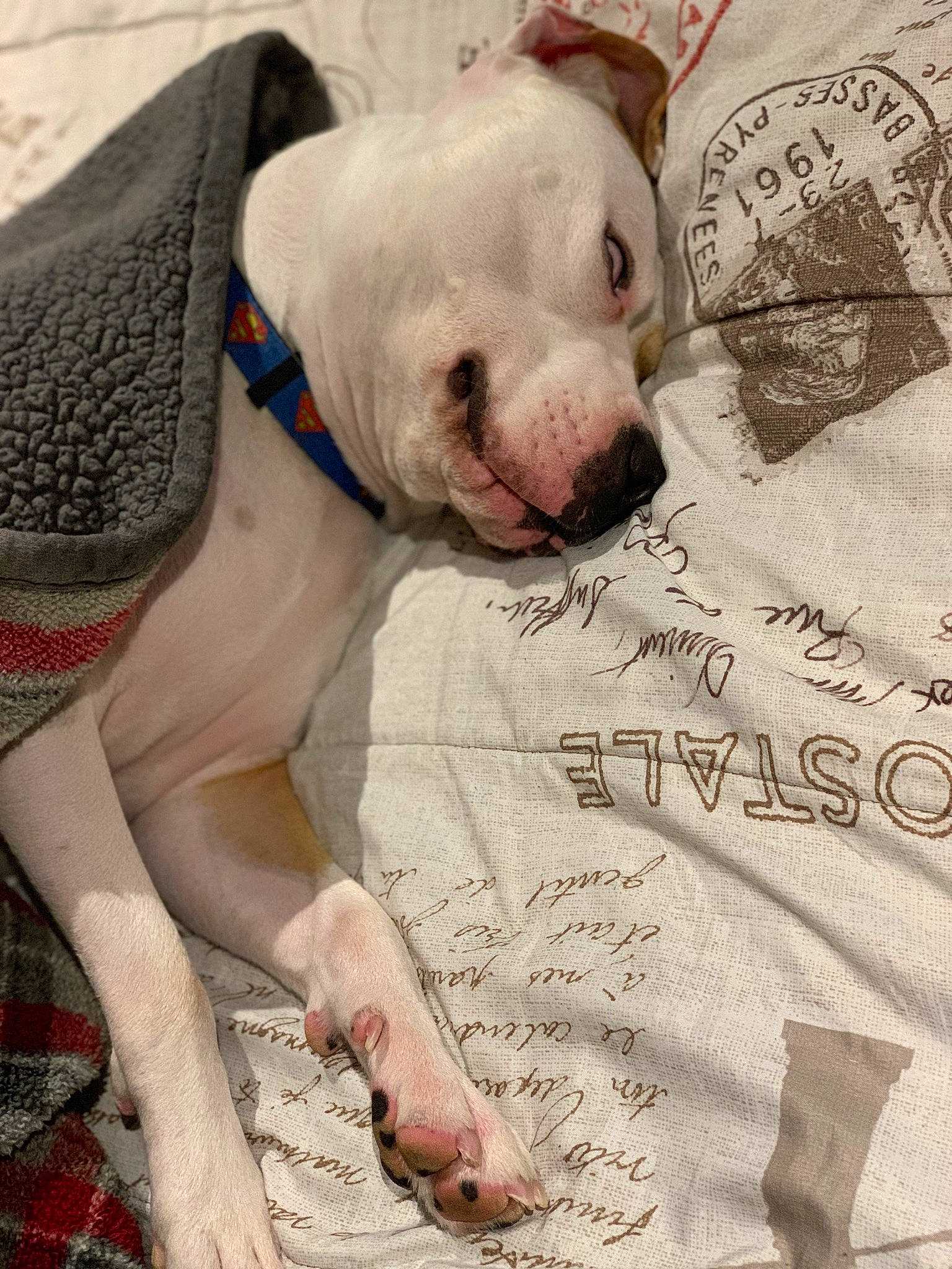 Rhino joined the competition — help win amazing prizes! carnivore, collar, comfort, companion_dog, dog, dog_breed, dog_supply, dogo_argentino, fawn, font, fur, happy, linens, pattern, paw, pet_supply, photo_caption, snout, terrestrial_animal, working_animal
