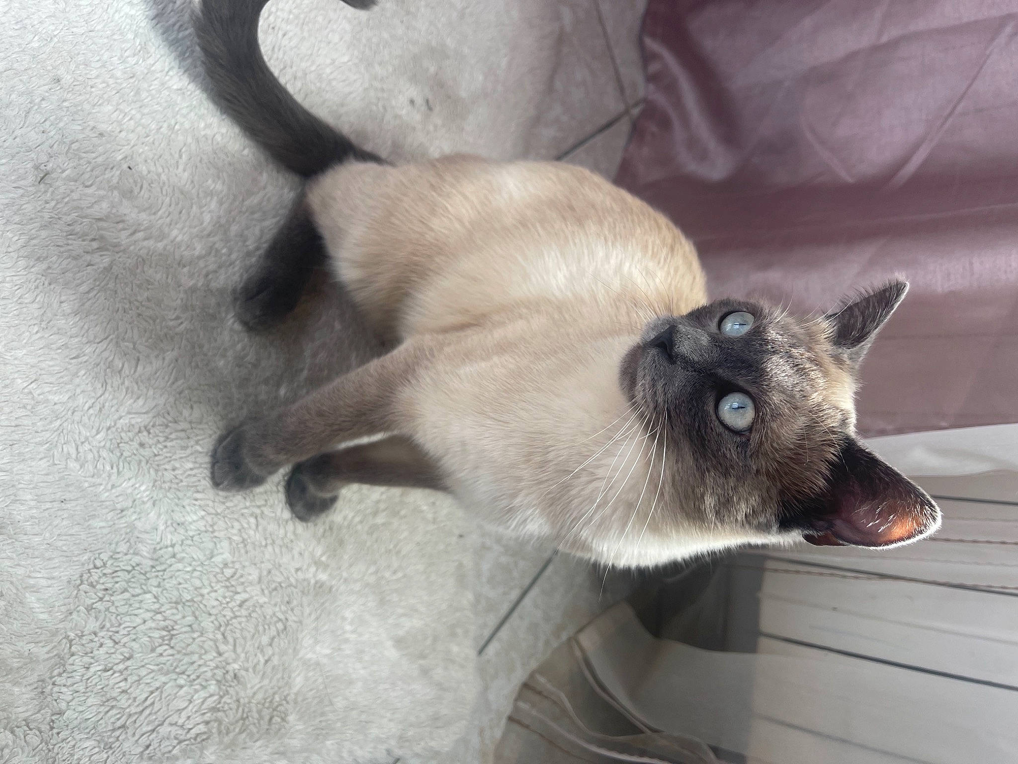 Erina a rejoint le concours — aidez-le/la à gagner de superbes lots ! balinese, carnivore, cat, dog_breed, domestic_short_haired_cat, fawn, felidae, fur, siamese, small_to_medium_sized_cats, snout, tail, terrestrial_animal, thai, whiskers