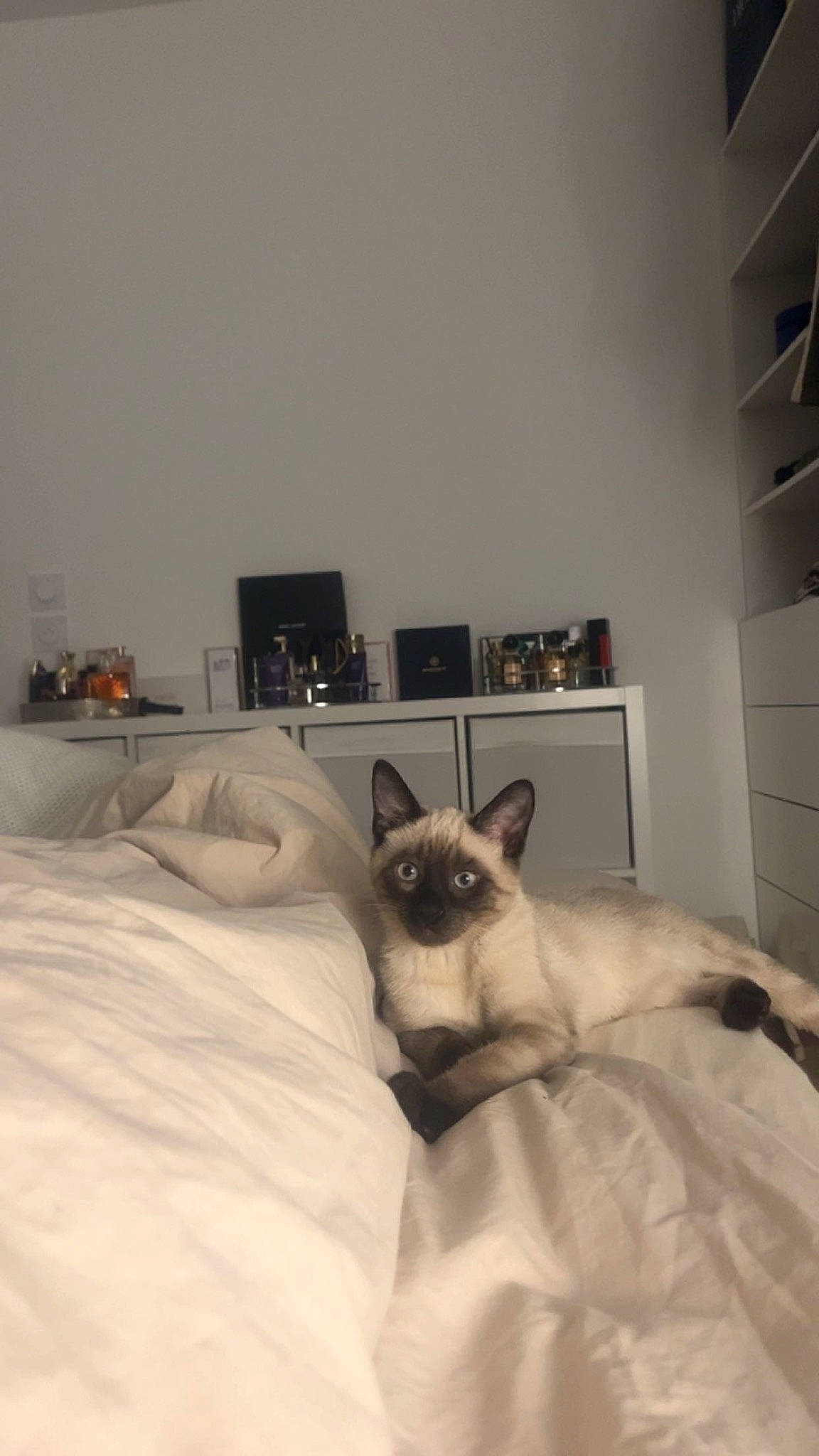 Zizou a rejoint le concours — aidez-le/la à gagner de superbes lots ! bed, bedding, bedroom, birman, carnivore, cat, comfort, companion_dog, dog_breed, duvet, fawn, felidae, fur, grey, linens, room, siamese, small_to_medium_sized_cats, snout, whiskers