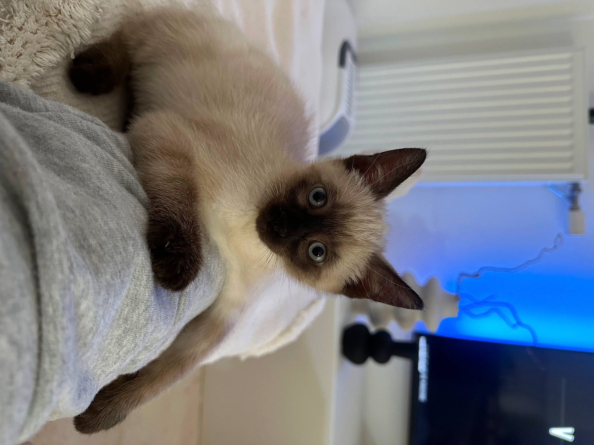 Zizou a rejoint le concours — aidez-le/la à gagner de superbes lots ! balinese, birman, carnivore, cat, collar, domestic_short_haired_cat, fawn, felidae, fur, siamese, small_to_medium_sized_cats, snout, tail, terrestrial_animal, thai, whiskers