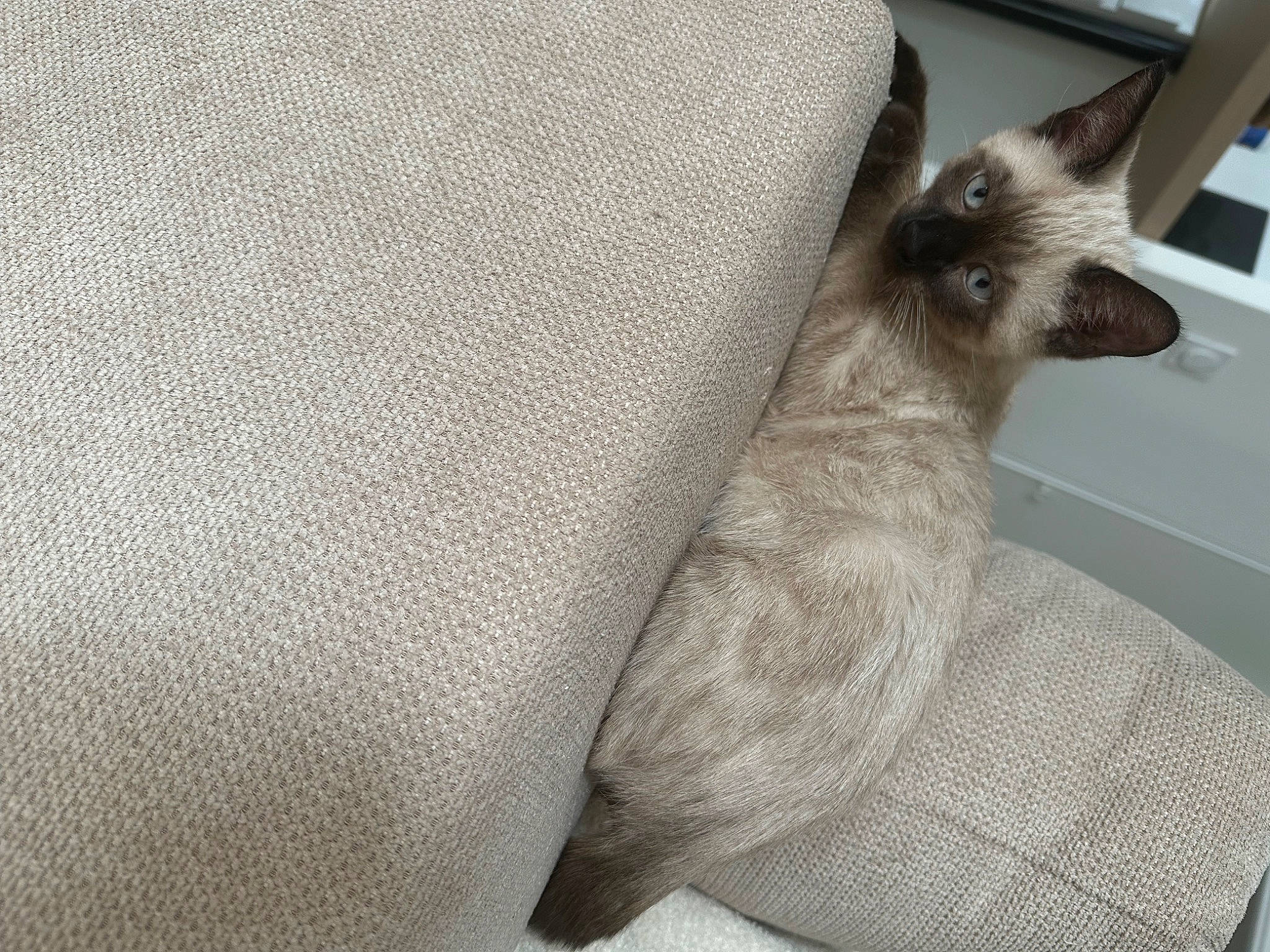 Zizou a rejoint le concours — aidez-le/la à gagner de superbes lots ! birman, carnivore, cat, comfort, companion_dog, couch, dog_breed, fawn, felidae, fur, grey, linens, pattern, paw, siamese, small_to_medium_sized_cats, snout, tail, terrestrial_animal, whiskers