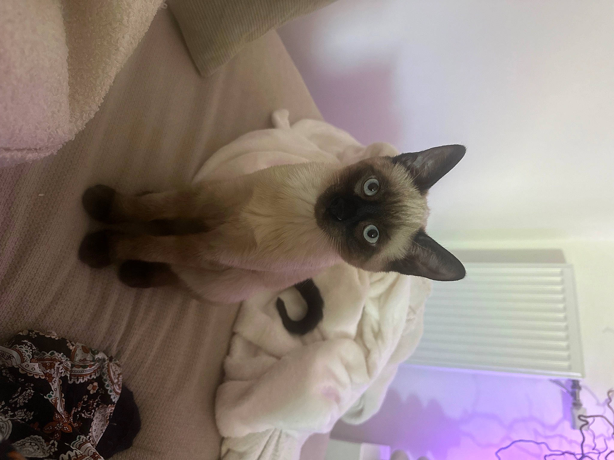 Zizou participe au concours pour gagner de l'argent avec cette photo : balinese, birman, carnivore, cat, comfort, fawn, felidae, fur, paw, siamese, small_to_medium_sized_cats, snout, tail, thai, whiskers