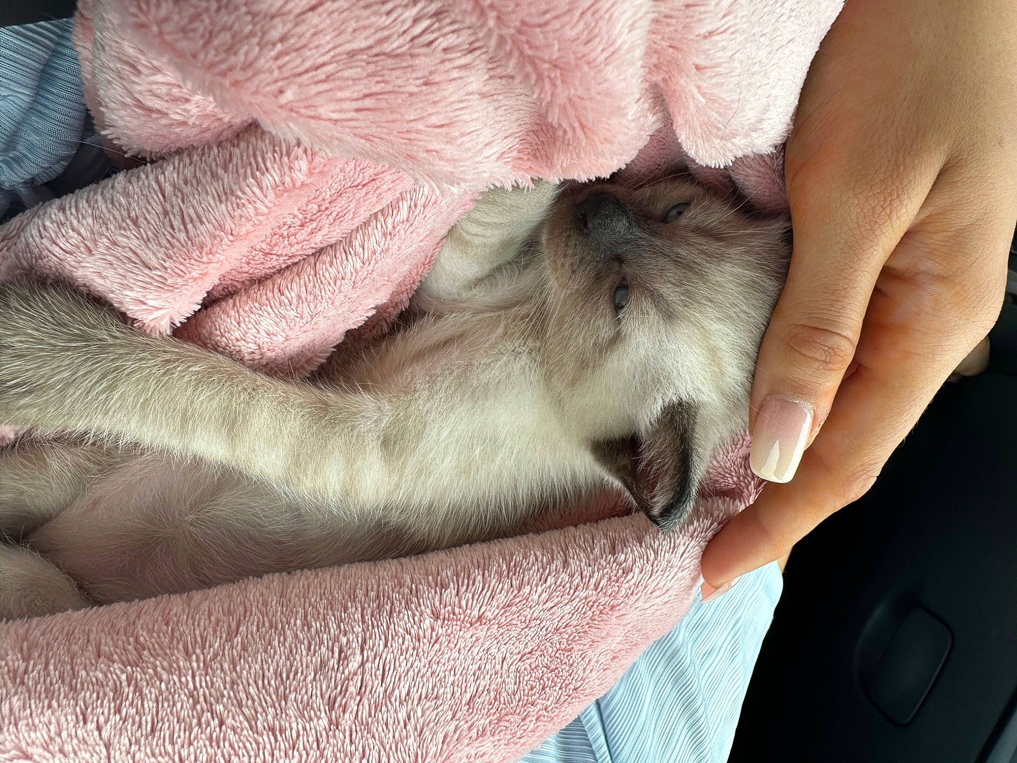 Zizou participe au concours pour gagner de l'argent avec cette photo : carnivore, cat, comfort, companion_dog, domestic_short_haired_cat, fawn, felidae, finger, fur, gesture, linens, mammal, nail, nap, paw, small_to_medium_sized_cats, snout, vertebrate, whiskers, wrinkle