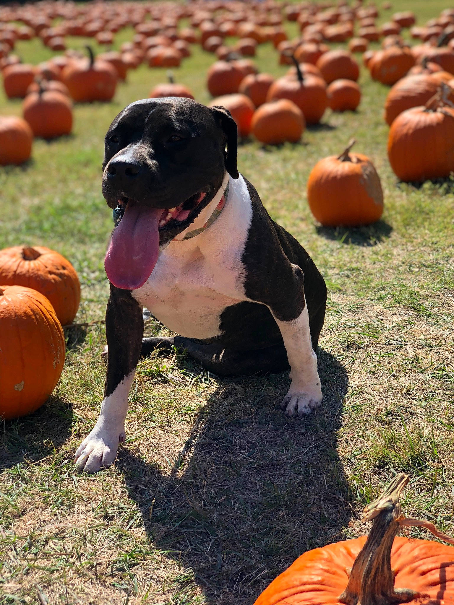 Cersei is registered to the contest to win money with this photo: agriculture, ball, calabaza, carnivore, companion_dog, cucurbita, dog, dog_breed, fawn, gourd, grass, local_food, natural_foods, plant, pumpkin, sports_equipment, sports_toy, squash, winter_squash, working_animal