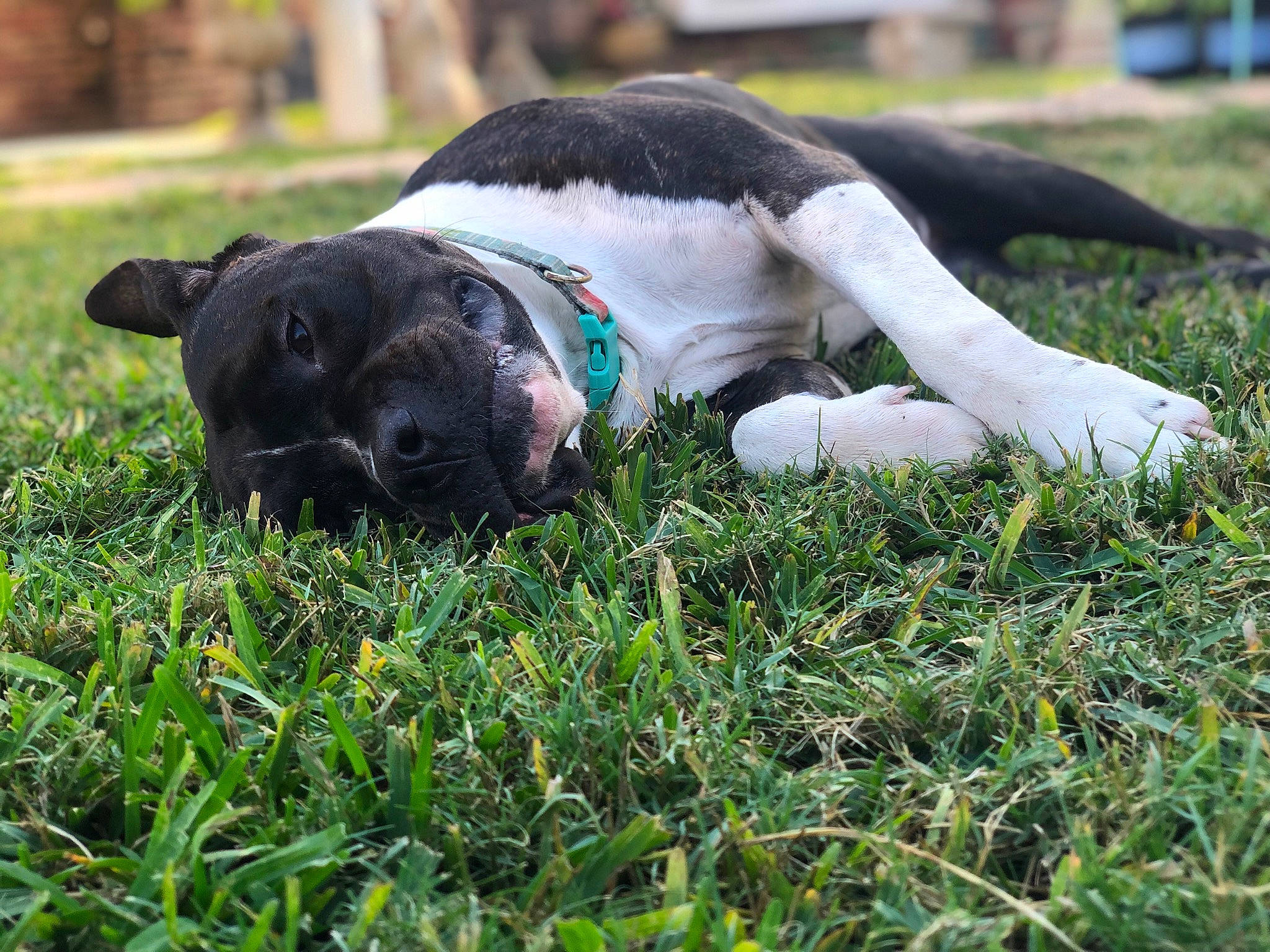 Cersei joined the competition — help win amazing prizes! canidae, carnivore, companion_dog, dog, dog_breed, fawn, fur, garden, grass, grass_family, grassland, groundcover, lawn, pasture, plant, snout, sporting_group, tail, terrestrial_animal, working_animal