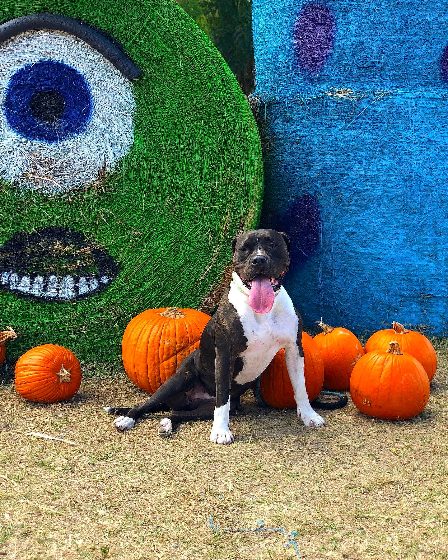 Cersei joined the competition — help win amazing prizes! art, calabaza, carnivore, companion_dog, cucurbita, gourd, grass, green, lawn, leisure, mammal, natural_foods, orange, organism, plant, pumpkin, squash, vegetable, vertebrate, winter_squash