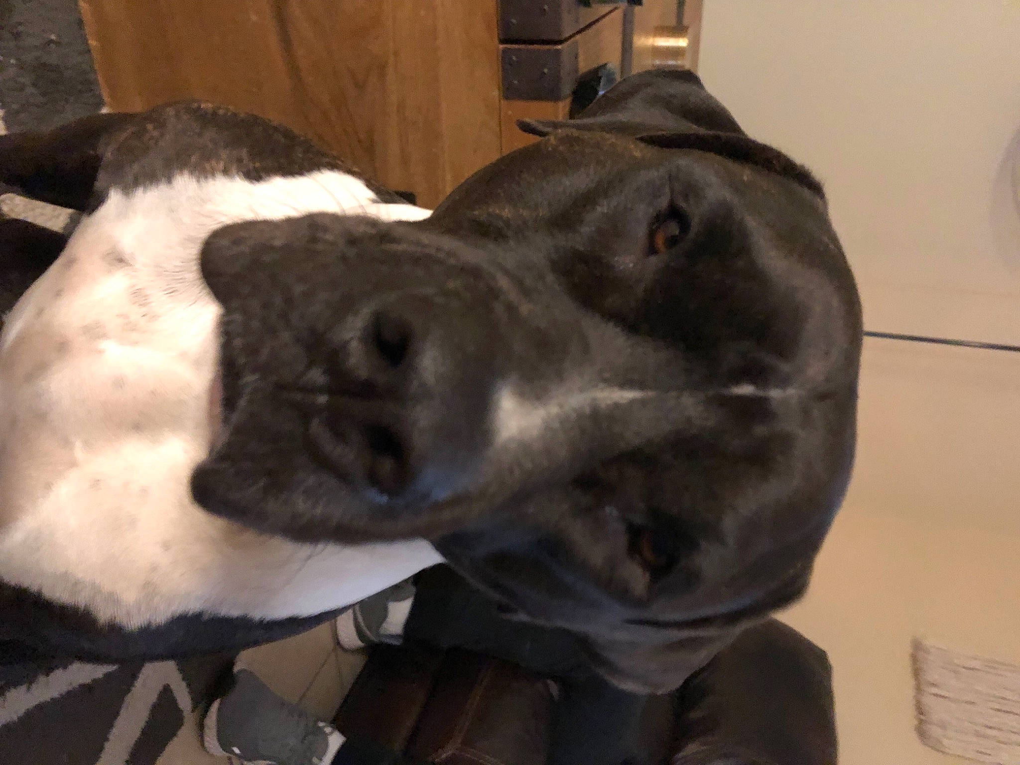 Cersei joined the competition — help win amazing prizes! borador, canidae, carnivore, companion_dog, dog, dog_breed, fur, guard_dog, liver, non_sporting_group, pointing_breed, snout, sporting_group, terrestrial_animal, whiskers, working_animal