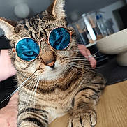 Junior a rejoint le concours — aidez-le/la à gagner de superbes lots ! cat, tabby_cat, sunglasses, blue_glasses, pet, animal, whiskers, feline, close_up, indoor, wooden_table, blurred_background, relaxed, cute, domestic_cat, striped_fur, paw, face, eyes, cool