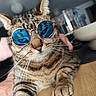 cat, tabby_cat, sunglasses, blue_glasses, pet, animal, whiskers, feline, close_up, indoor, wooden_table, blurred_background, relaxed, cute, domestic_cat, striped_fur, paw, face, eyes, cool