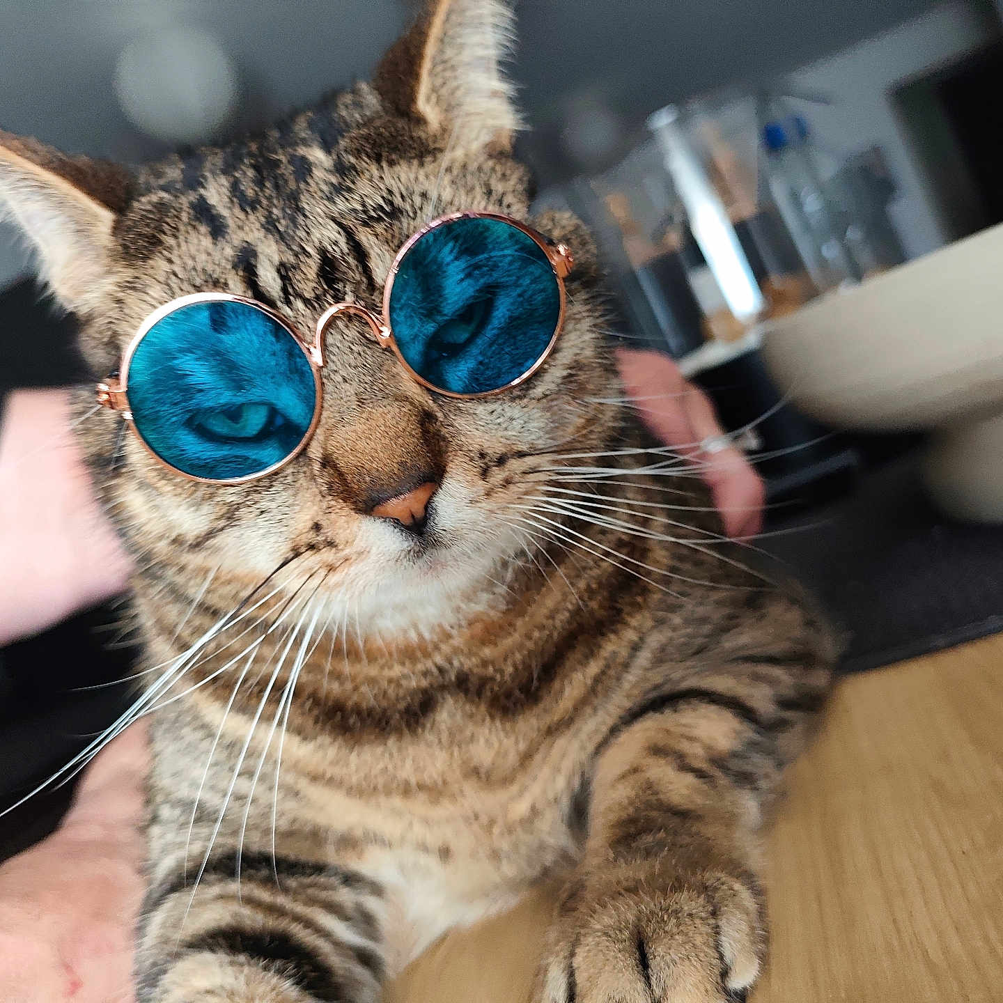 Junior a rejoint le concours — aidez-le/la à gagner de superbes lots ! cat, tabby_cat, sunglasses, blue_glasses, pet, animal, whiskers, feline, close_up, indoor, wooden_table, blurred_background, relaxed, cute, domestic_cat, striped_fur, paw, face, eyes, cool