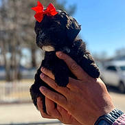 Bella joined the competition — help win amazing prizes! puppy, dog, black_puppy, red_bow, bow, hands, human_hands, watch, outdoor, blue_sky, bokeh, close_up, portrait, pet, cute, fur, white_chin, fence, car, holding