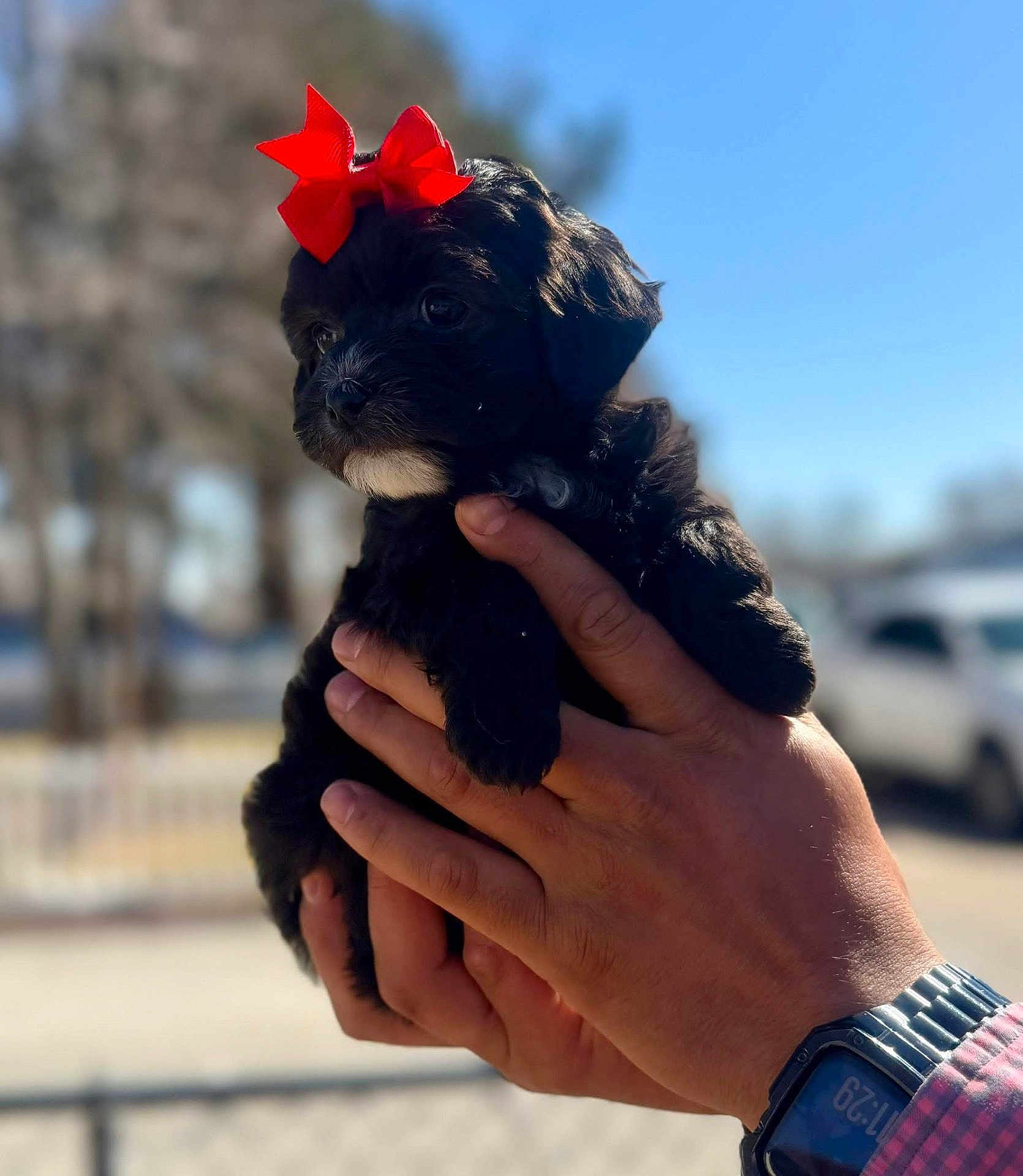 Bella joined the competition — help win amazing prizes! puppy, dog, black_puppy, red_bow, bow, hands, human_hands, watch, outdoor, blue_sky, bokeh, close_up, portrait, pet, cute, fur, white_chin, fence, car, holding
