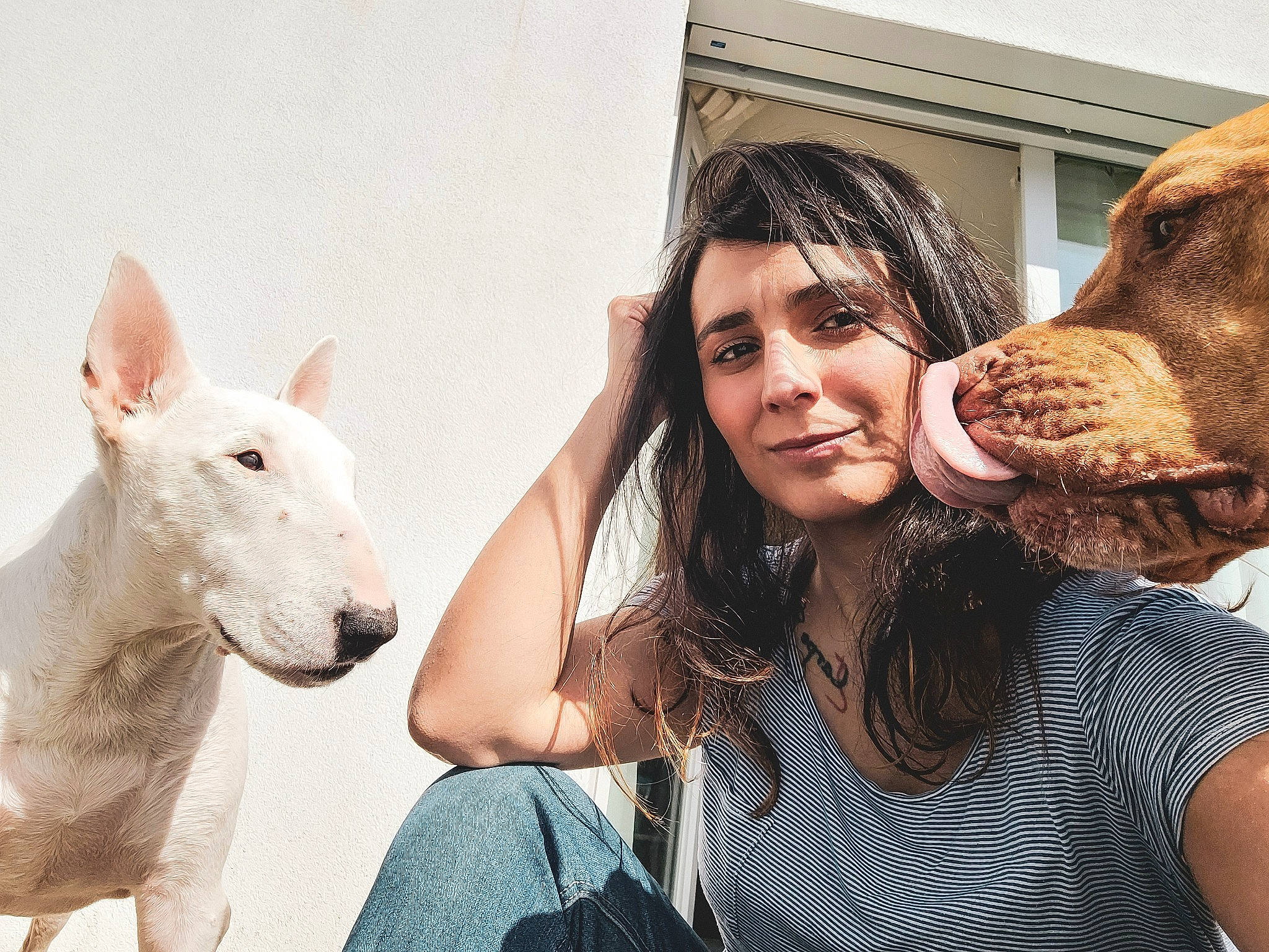 Bella participe au concours pour gagner de l'argent avec cette photo : carnivore, companion_dog, dog, dog_breed, ear, eyelash, fawn, fun, fur, gesture, happy, hat, headgear, jaw, liver, selfie, snout, street_fashion, t_shirt, working_animal