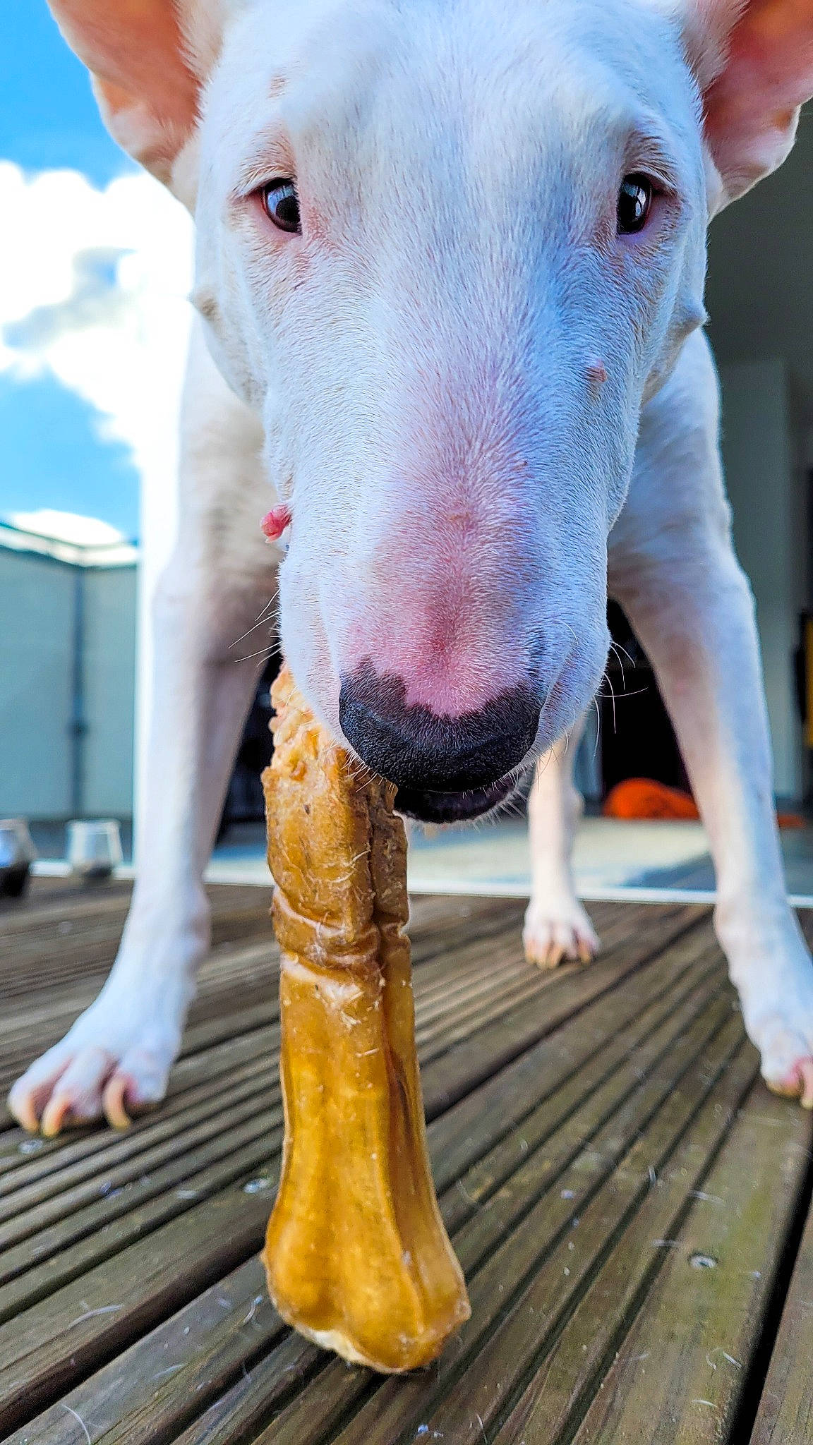 Bella a rejoint le concours — aidez-le/la à gagner de superbes lots ! canidae, carnivore, cloud, companion_dog, dog, dog_breed, dog_supply, dogo_argentino, fawn, fur, human_leg, pet_supply, sky, snout, sporting_group, terrestrial_animal, whiskers, wood, wood_stain, working_animal