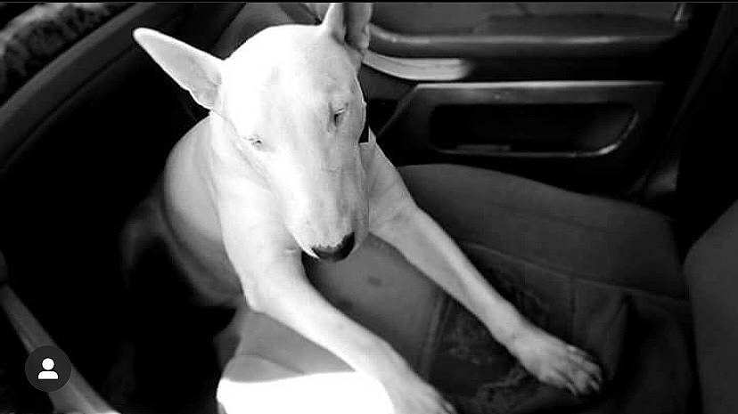 Bella participe au concours pour gagner de l'argent avec cette photo : art, bull_terrier, bull_terrier_miniature, carnivore, companion_dog, dog, dog_breed, ear, english_white_terrier, livestock, monochrome, monochrome_photography, old_english_terrier, snout, style, terrestrial_animal, vehicle_door, whiskers, white, working_animal