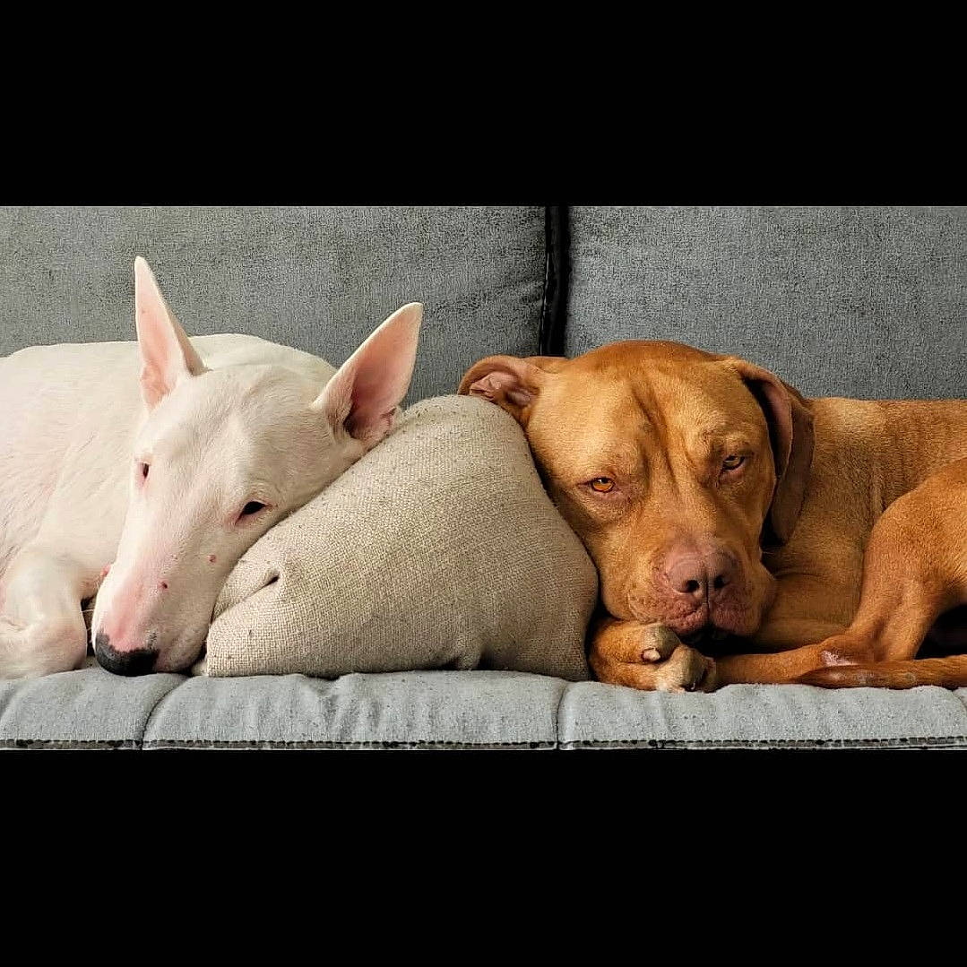 Bella participe au concours pour gagner de l'argent avec cette photo : carnivore, comfort, companion_dog, dog, dog_breed, ear, eye, fawn, happy, jaw, liver, livestock, mammal, pet_supply, snout, tail, terrestrial_animal, vertebrate, wood, working_animal