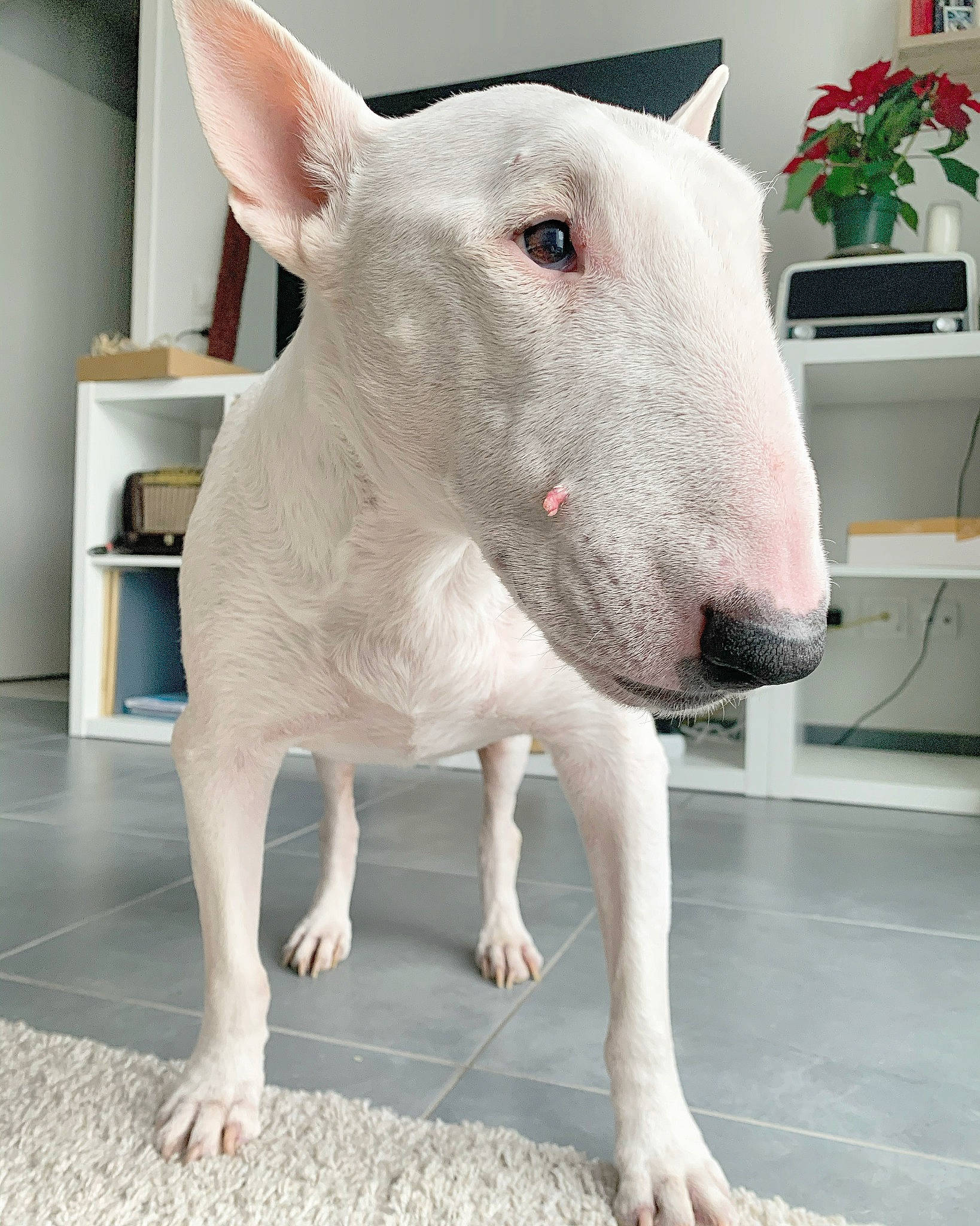 Bella participe au concours pour gagner de l'argent avec cette photo : bull_terrier, bull_terrier_miniature, canidae, carnivore, companion_dog, dog, dog_breed, ear, fawn, flooring, flowerpot, houseplant, livestock, old_english_terrier, plant, snout, terrestrial_animal, whiskers, white, working_animal
