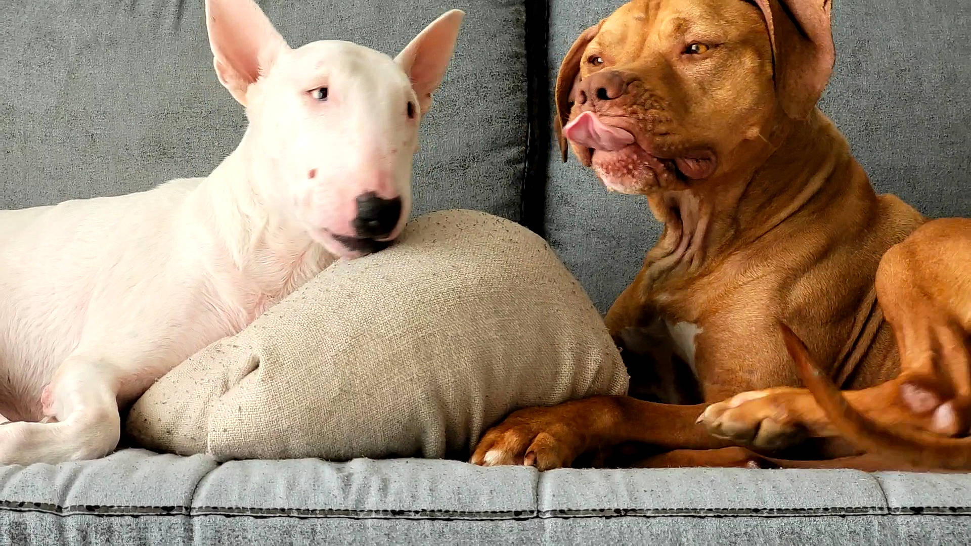 John Kennedy participe au concours pour gagner de l'argent avec cette photo : adaptation, art, bull_terrier, bull_terrier_miniature, dog, dog_breed, fawn, flesh, liver, livestock, mammal, mouth, old_english_terrier, organism, photograph, snout, terrestrial_animal, vertebrate, wildlife, wrinkle