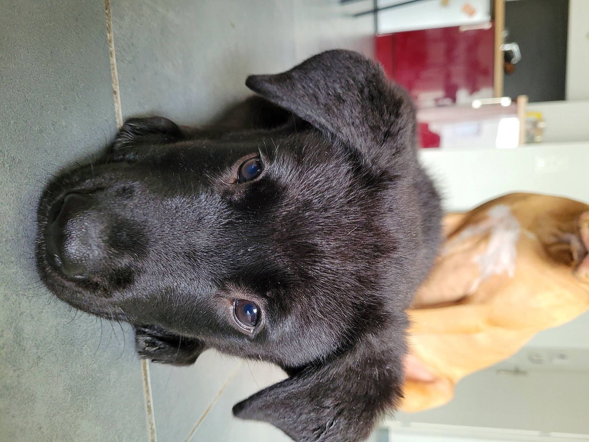 Beau a rejoint le concours — aidez-le/la à gagner de superbes lots ! borador, canidae, carnivore, collar, companion_dog, dog, dog_breed, dog_collar, ear, fawn, fur, jaw, liver, non_sporting_group, pet_supply, puppy, snout, sporting_group, whiskers, working_animal