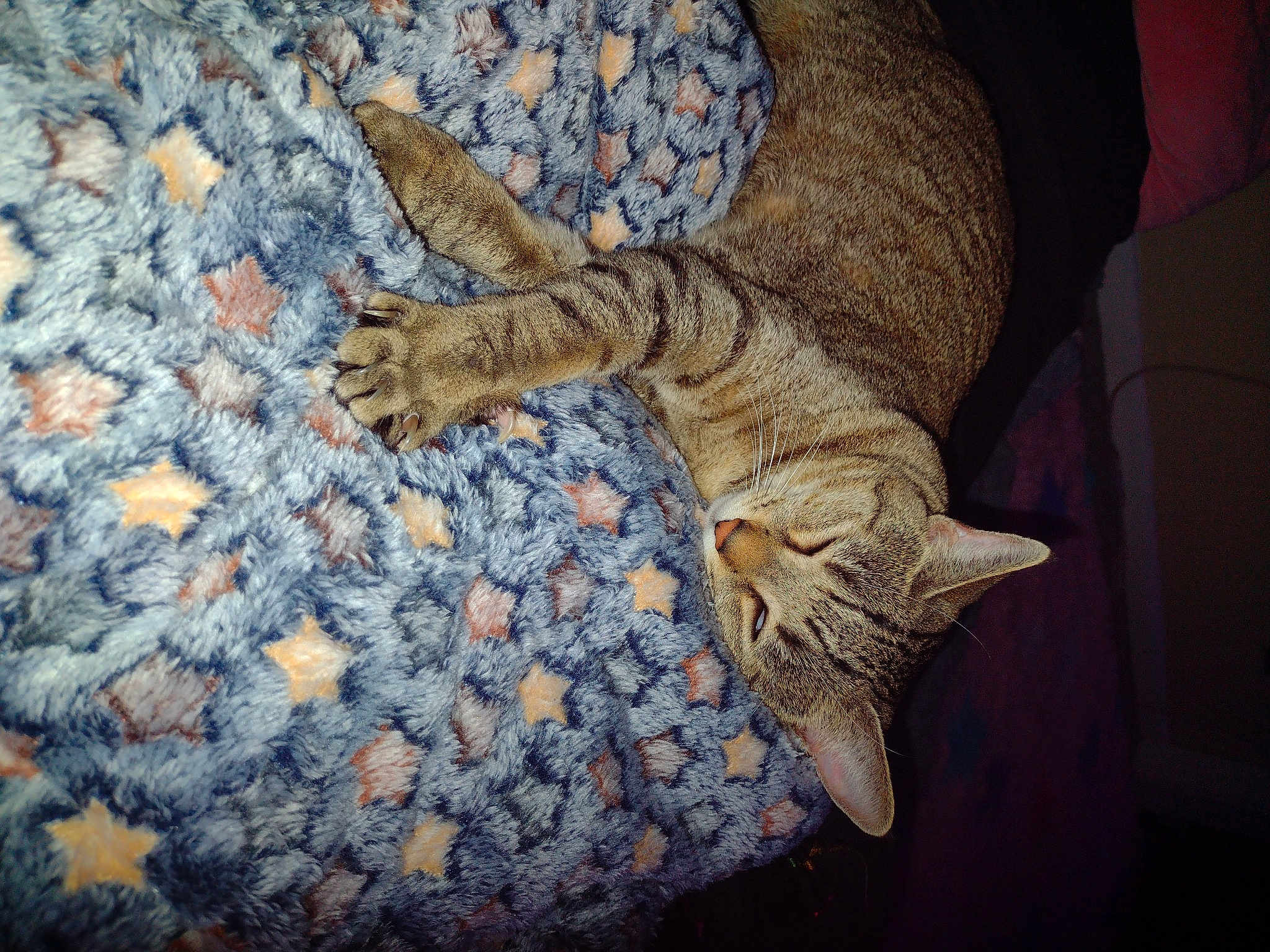 Eli
