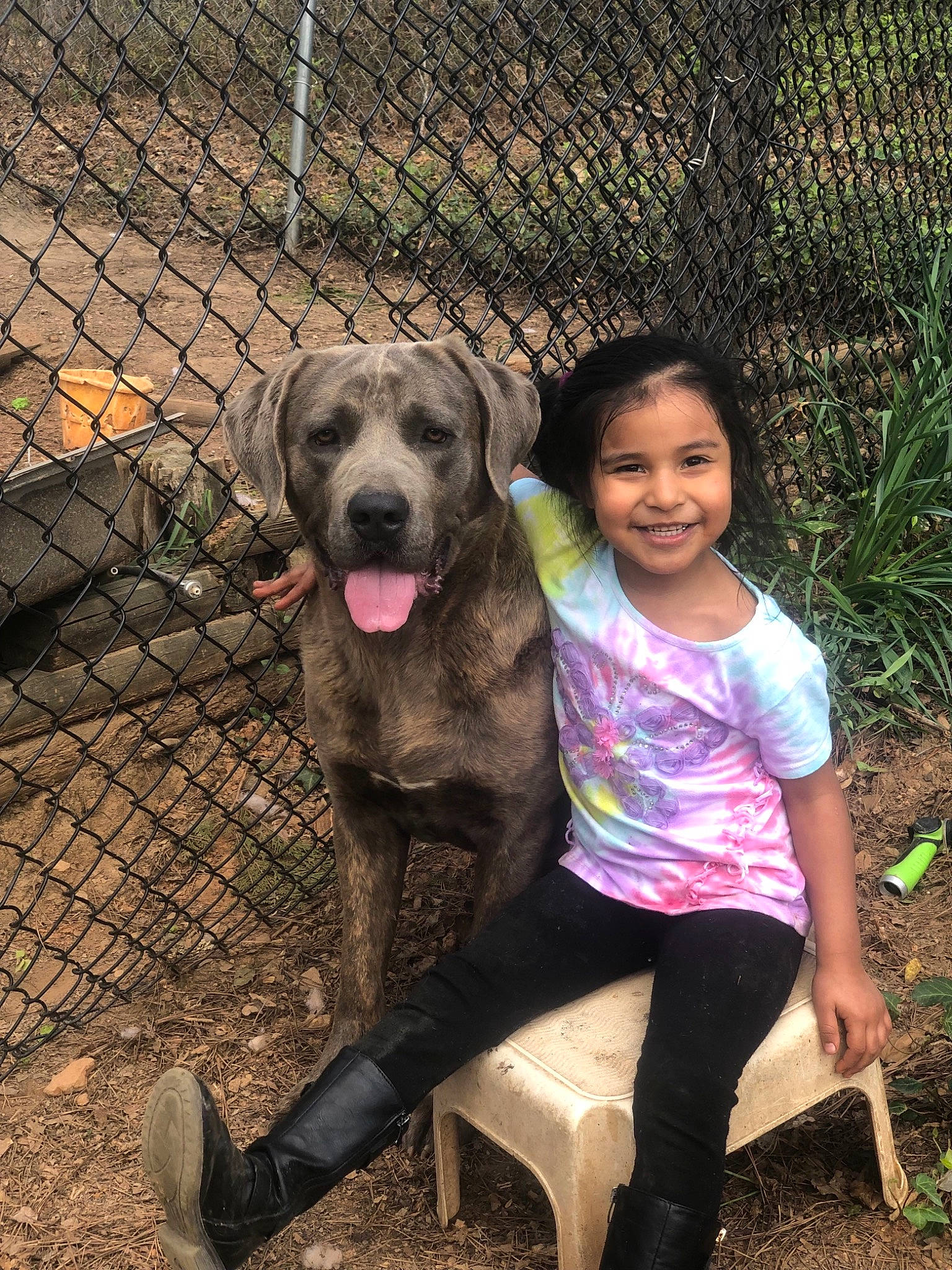 Oso is registered to the contest to win money with this photo: canidae, carnivore, dog, dog_breed, fawn, fila_brasileiro, guard_dog, mammal, sporting_group, vertebrate