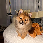 Teddy joined the competition — help win amazing prizes! brown_fur, cozy, curtain, dog, face, fluffy, home_interior, indoor, lamp, ottoman, paws, pet, pillow, plush_toy, pomeranian, puppy, sitting, sofa, stuffed_animal, toy