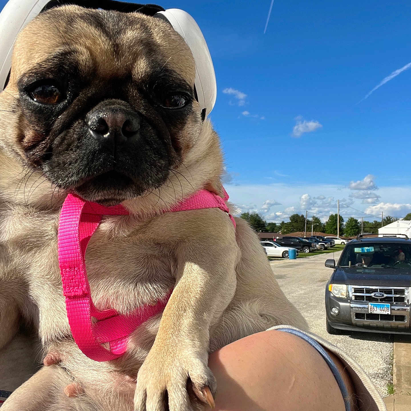 Bailee is registered to the contest to win money with this photo: animal, bulldog, canine, car, dog, face, head, machine, person, pet, photography, pig, portrait, pug, puppy, spoke, suv, transportation, vehicle, wheel